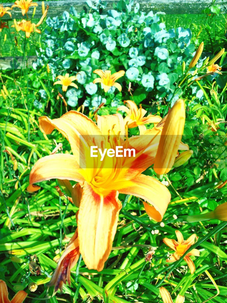 CLOSE-UP OF YELLOW FLOWERS BLOOMING OUTDOORS