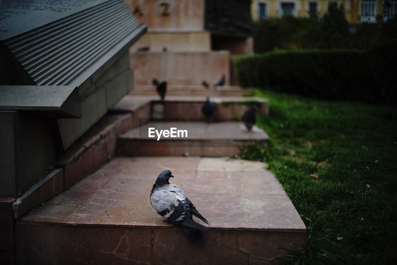 BIRD PERCHING ON COBBLESTONE