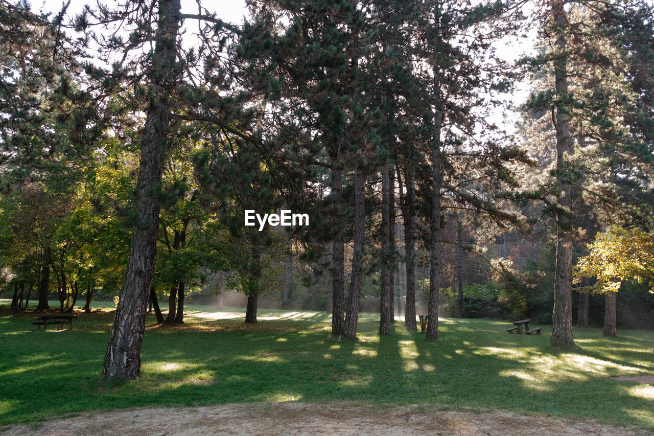 TREES ON LANDSCAPE