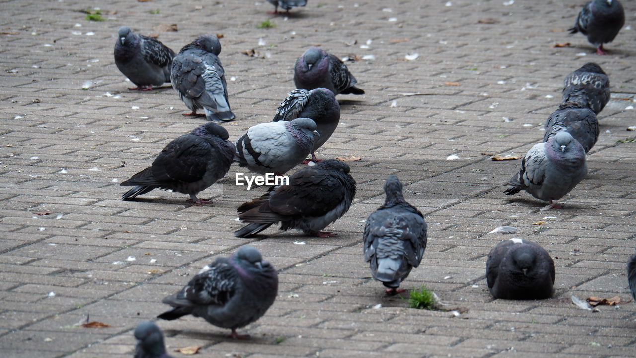 bird, animal, animal themes, group of animals, pigeon, pigeons and doves, animal wildlife, wildlife, large group of animals, high angle view, stock dove, day, no people, street, outdoors, flock of birds, city, nature, black, footpath