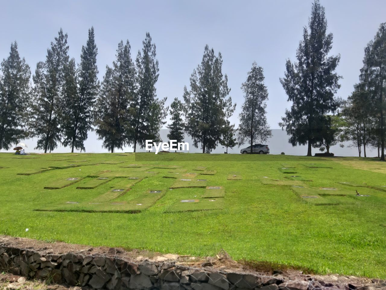 plant, tree, grass, land, sky, environment, landscape, nature, green, scenics - nature, beauty in nature, no people, coniferous tree, meadow, pasture, tranquility, tranquil scene, pine tree, pinaceae, wilderness, non-urban scene, forest, pine woodland, grassland, mountain, day, field, rural area, plateau, travel, travel destinations, growth, outdoors, ridge, tourism, natural environment, rural scene