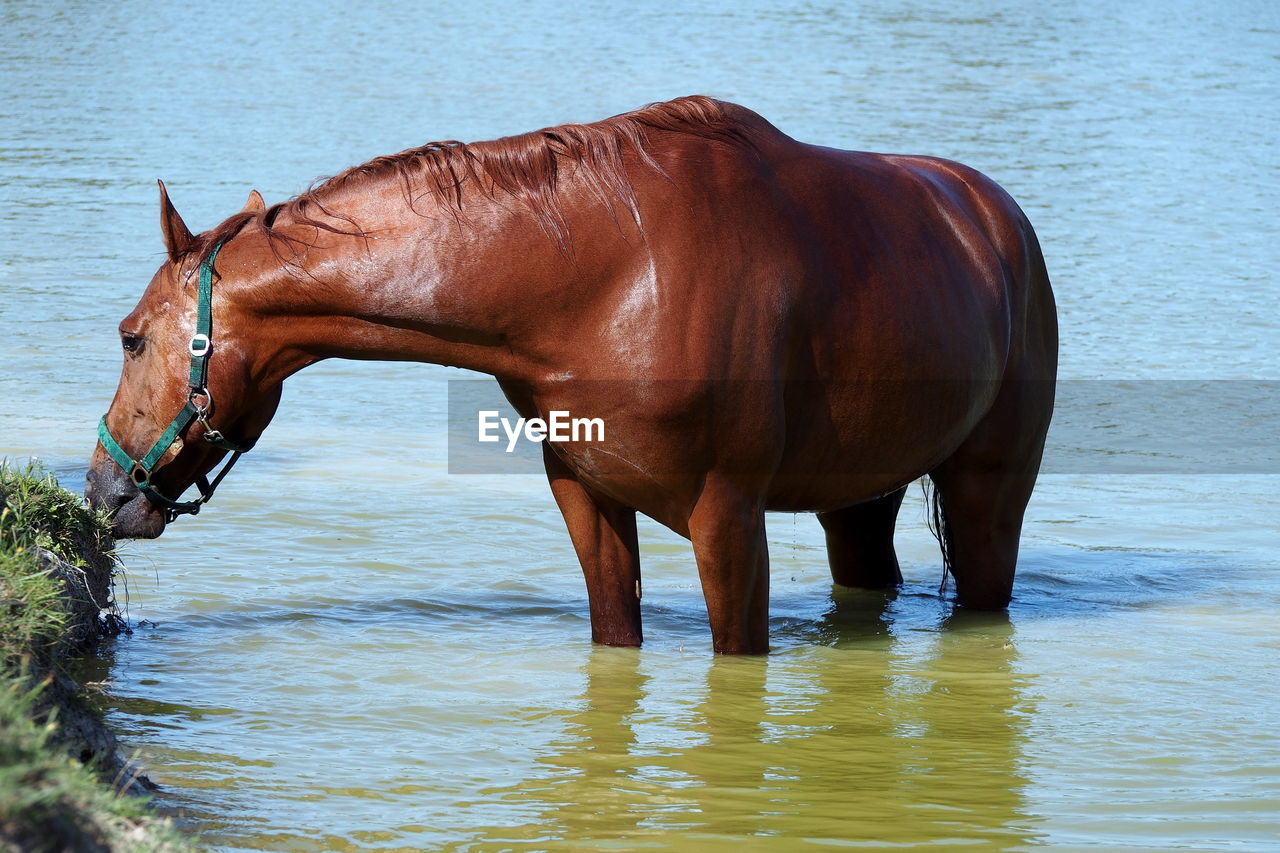 HORSE STANDING IN A WATER IN THE SEA