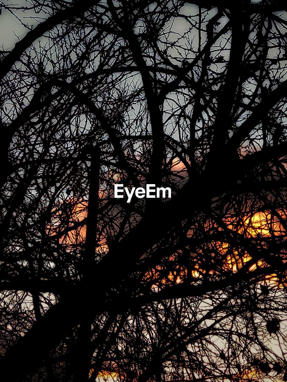 LOW ANGLE VIEW OF SILHOUETTE TREES AGAINST SKY