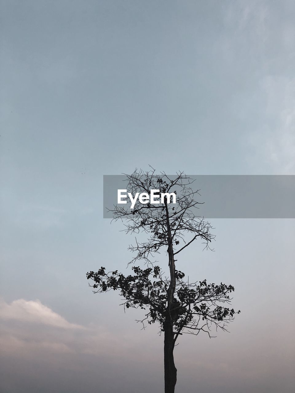 LOW ANGLE VIEW OF TREE BY PLANT AGAINST SKY