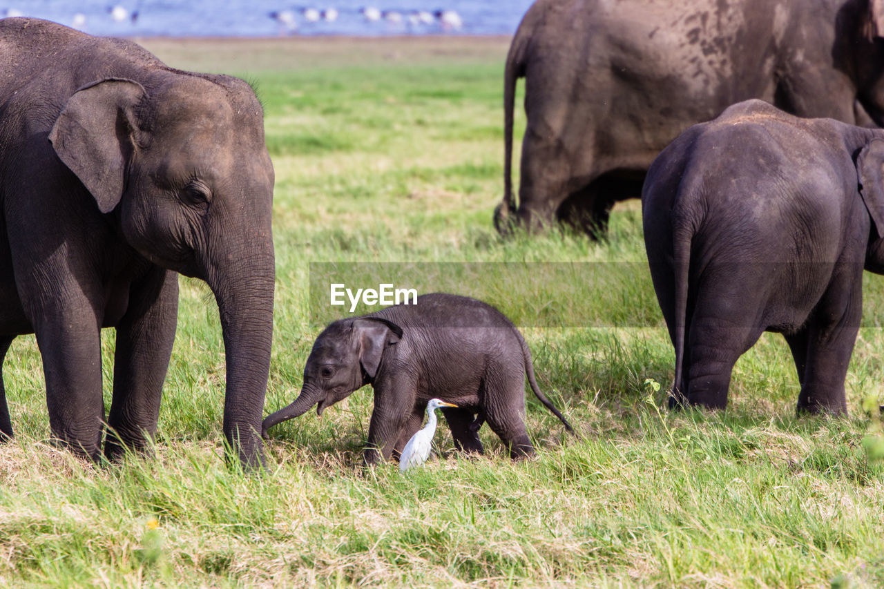 Elephant herd with baby