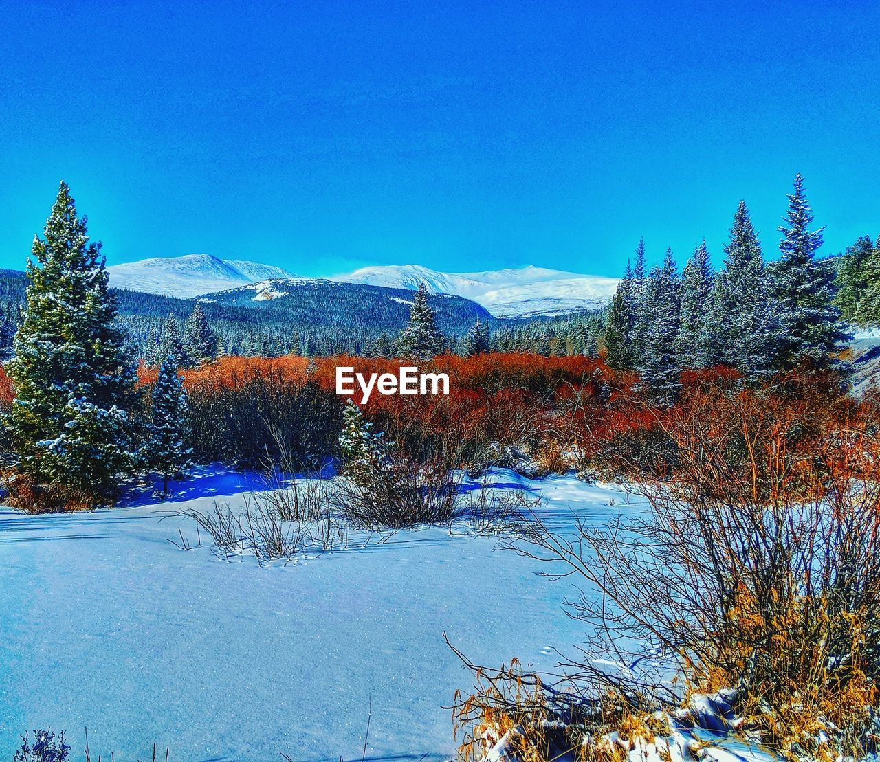 VIEW OF FROZEN LAKE IN FOREST