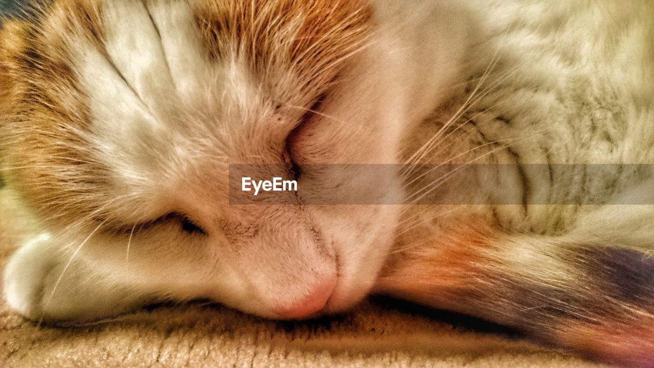 CLOSE-UP OF CAT SLEEPING ON BLANKET