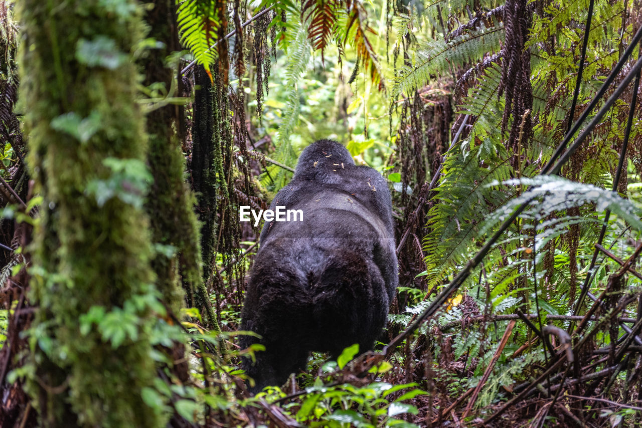 Mountain gorilla in rainforest 