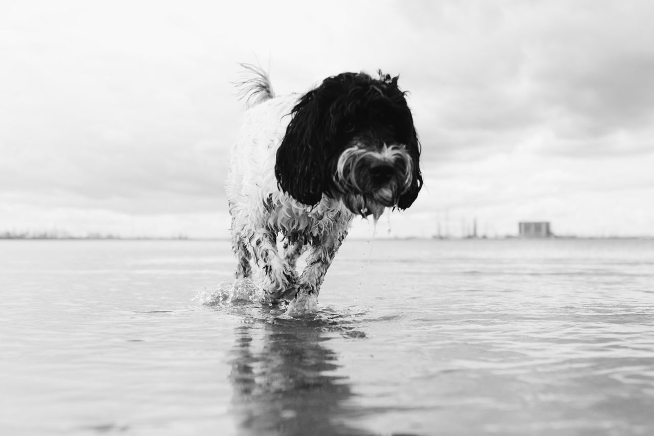 DOG IN A SEA