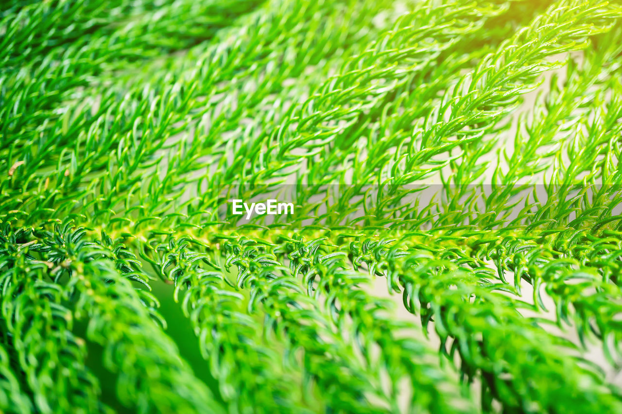 The leaves of conifers, pine branch the branches of the pine forest. commonly used in christmas.