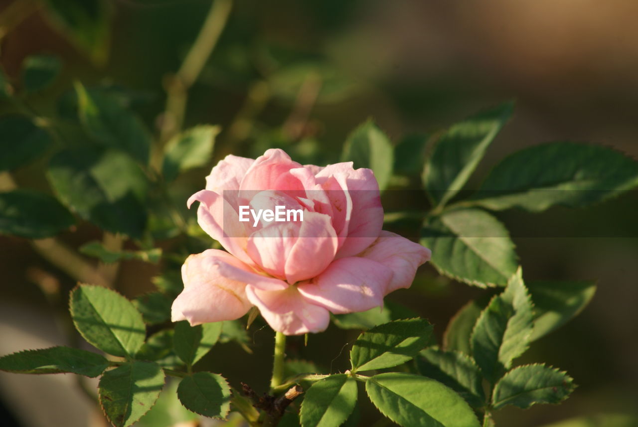 Close-up of pink rose flower