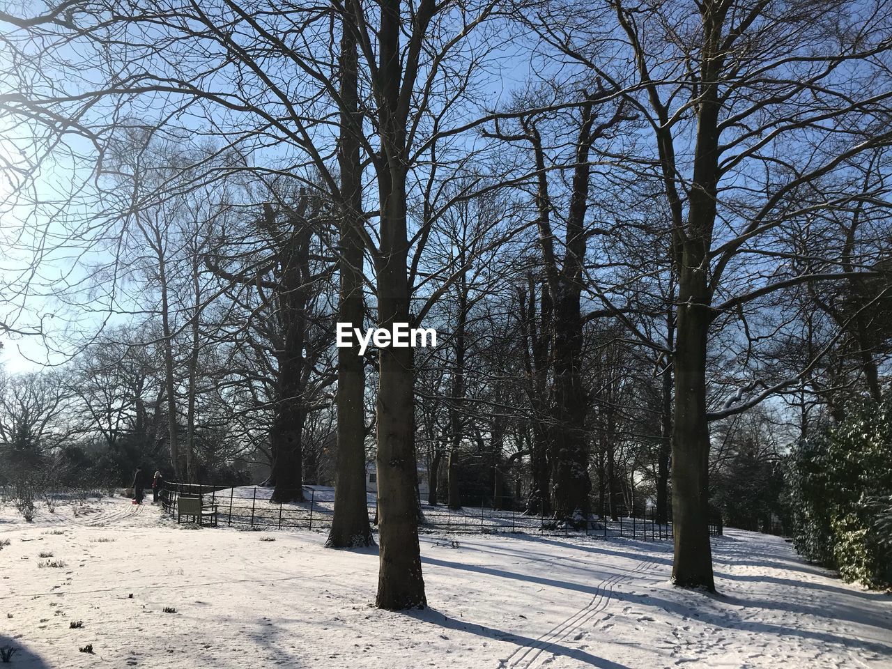 BARE TREES ON SNOW COVERED FIELD DURING WINTER