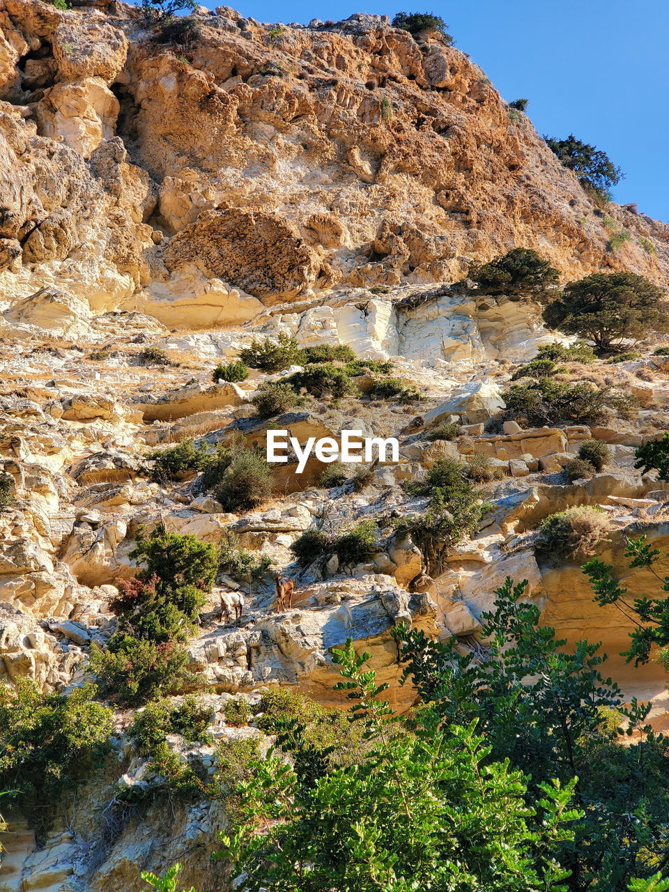 HIGH ANGLE VIEW OF ROCKS AND TREES ON ROCK