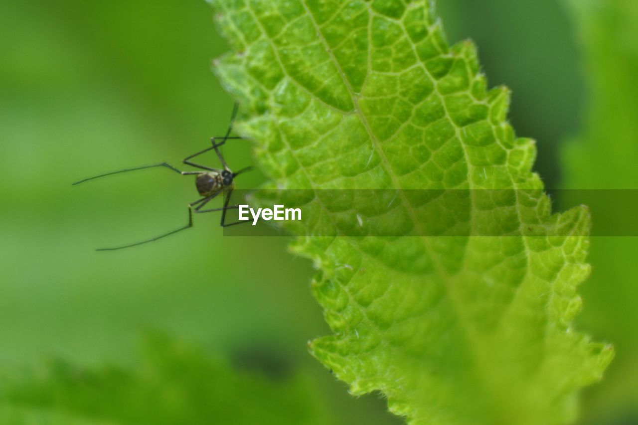 Mosquitoes to stick needles into leaves, the mosquito is often a carrier of infectious disease