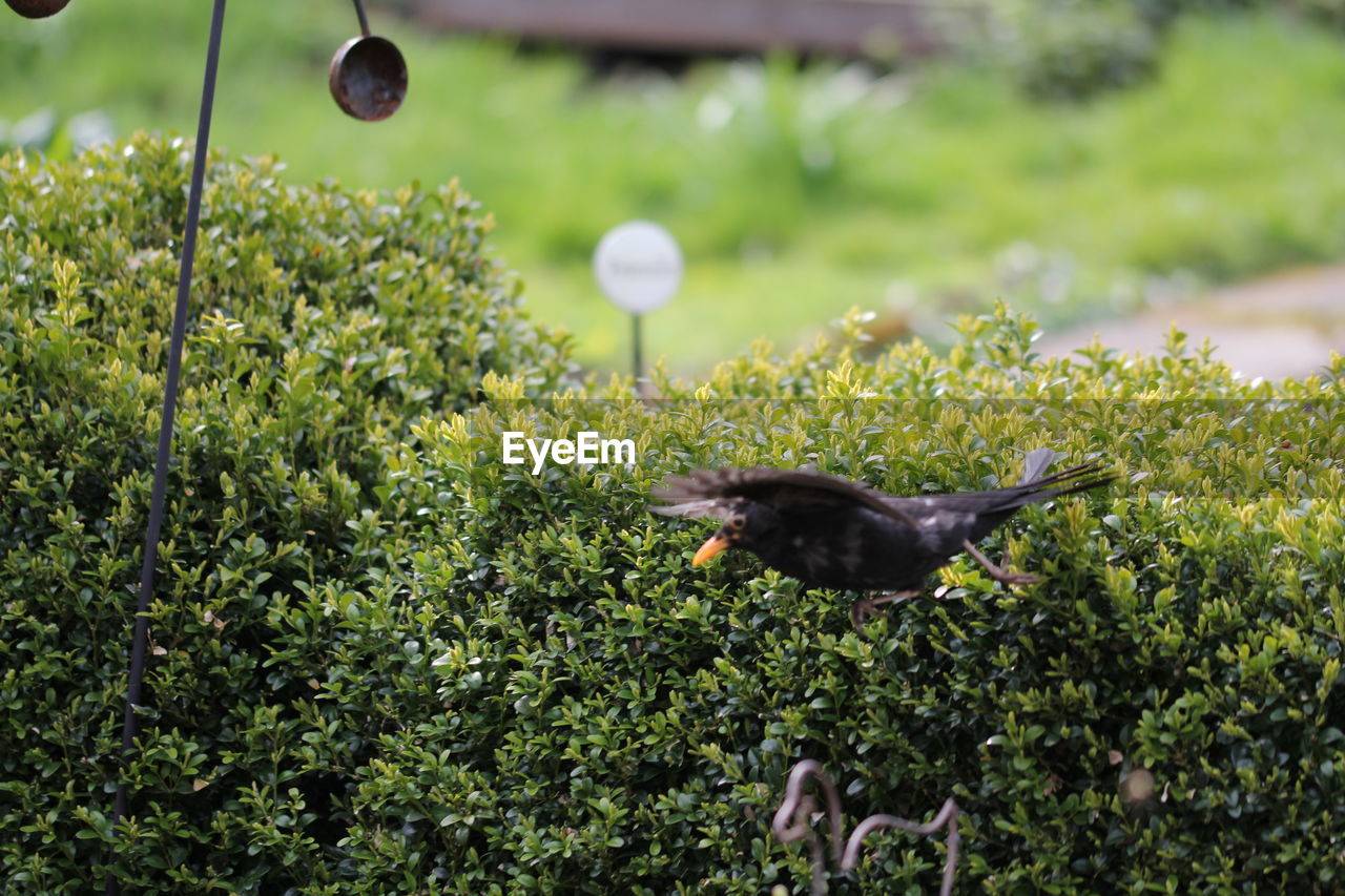 Blackbird flying in the garden
