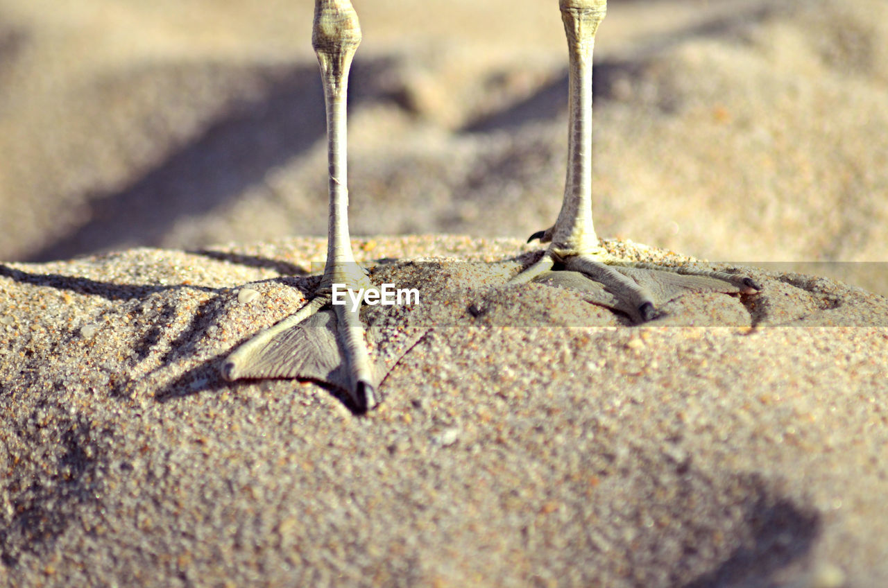 Low section of bird on sand