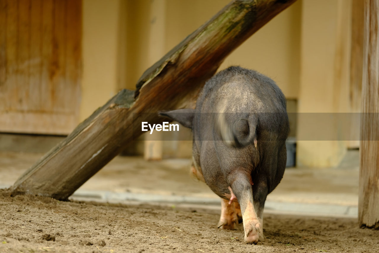 Rear view of pig walking in farm