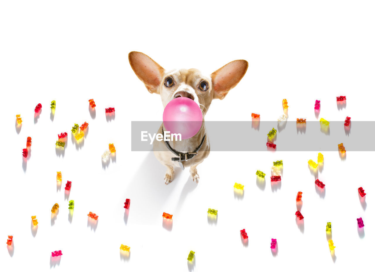 Portrait of dog with candies on white background