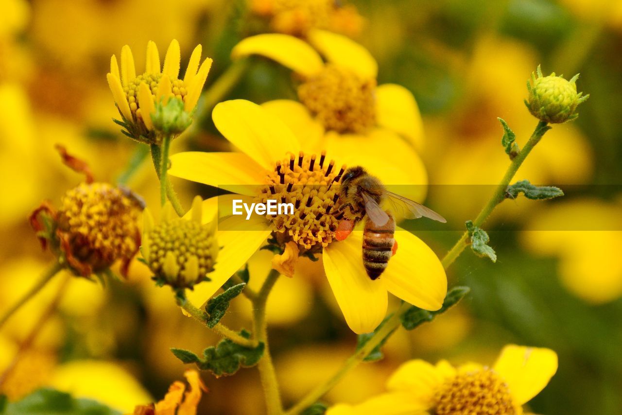 CLOSE-UP OF INSECT ON YELLOW FLOWER