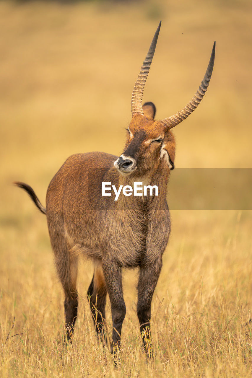 side view of deer standing on field