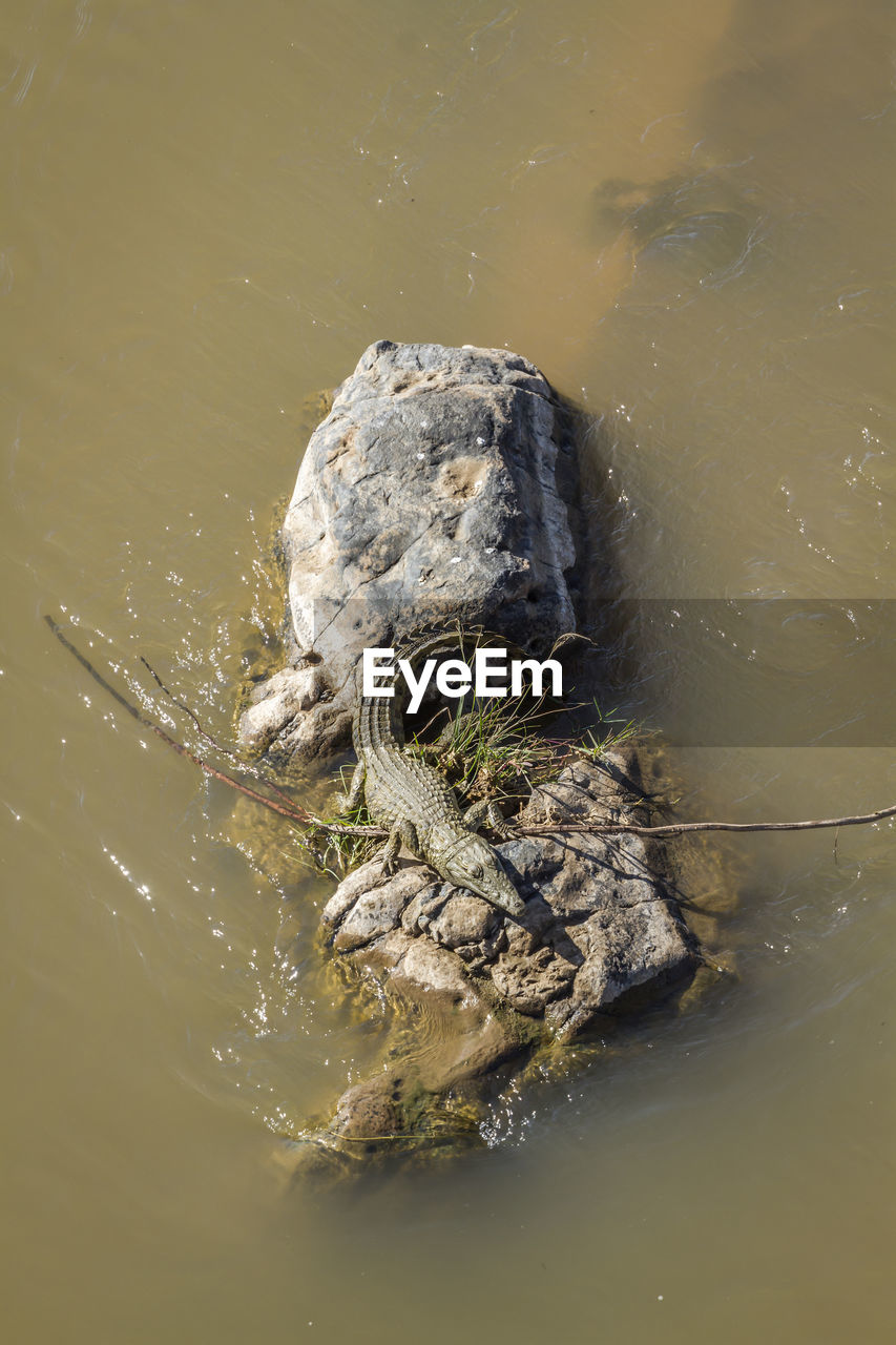 High angle view of turtle in water