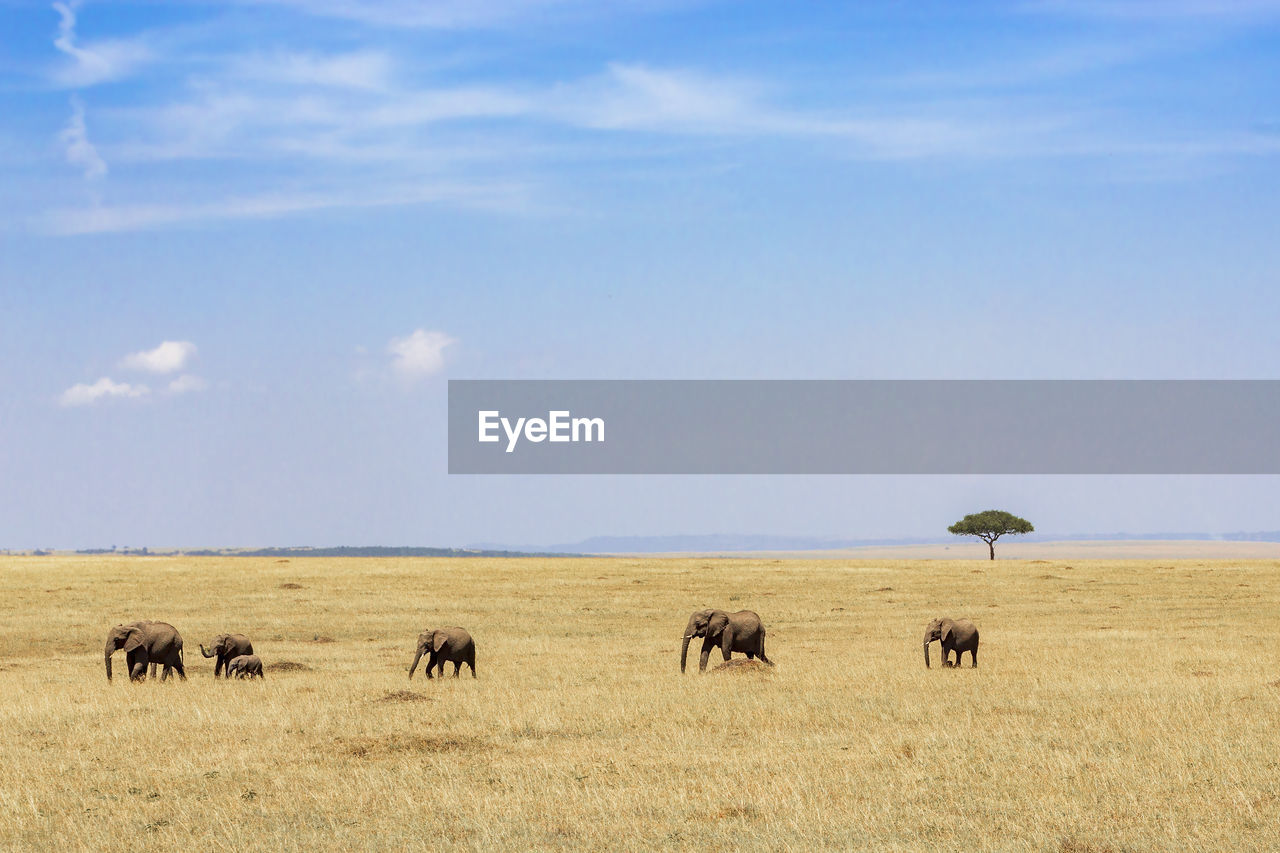 Family elephant group walking on the savanna with a acacia tree