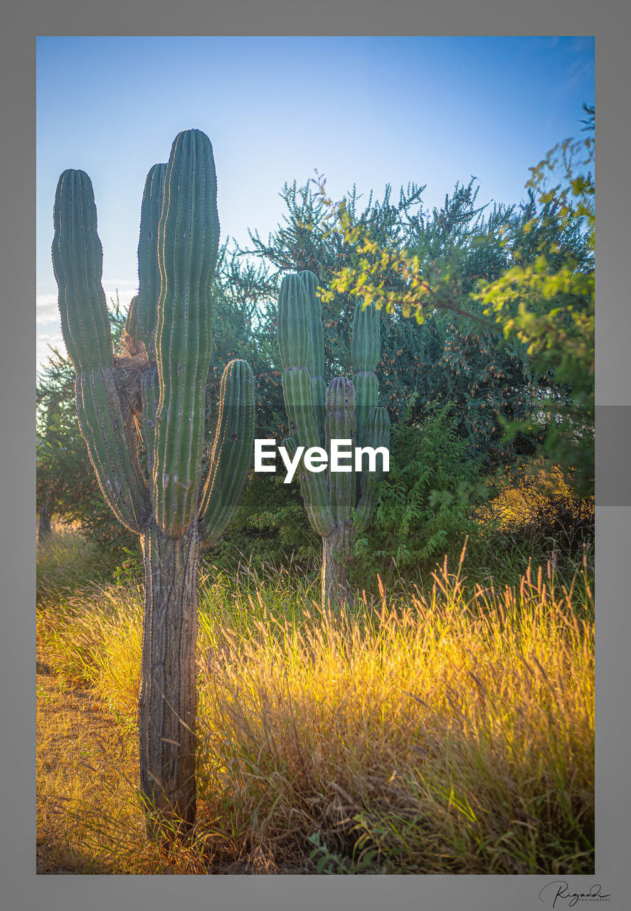 plant, nature, growth, flower, land, cactus, sky, succulent plant, no people, beauty in nature, landscape, environment, field, outdoors, grass, scenics - nature, tranquility, saguaro cactus, day, tree, desert, sunlight