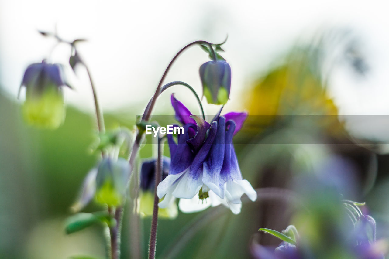 CLOSE-UP OF PURPLE FLOWER AGAINST BLURRED BACKGROUND