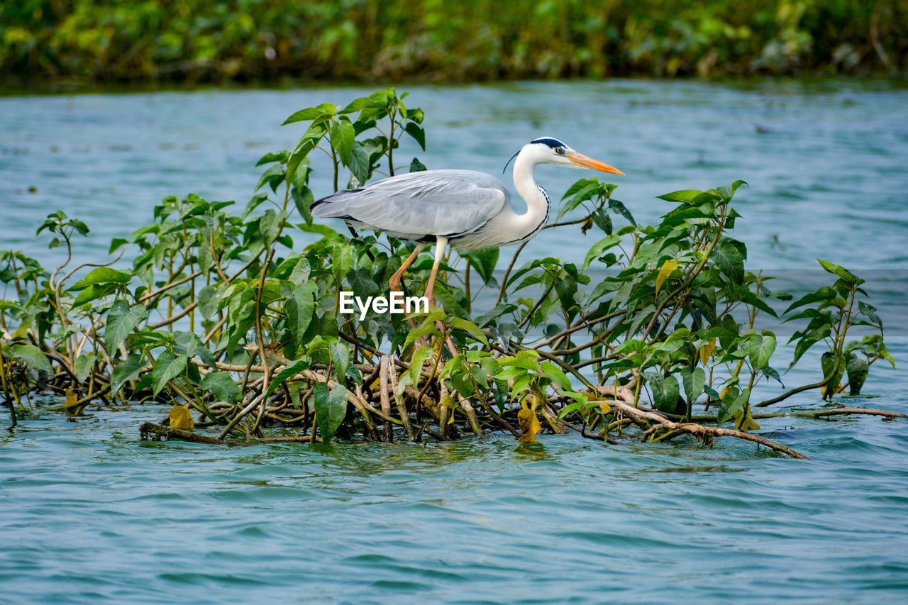 VIEW OF BIRD ON LAKE