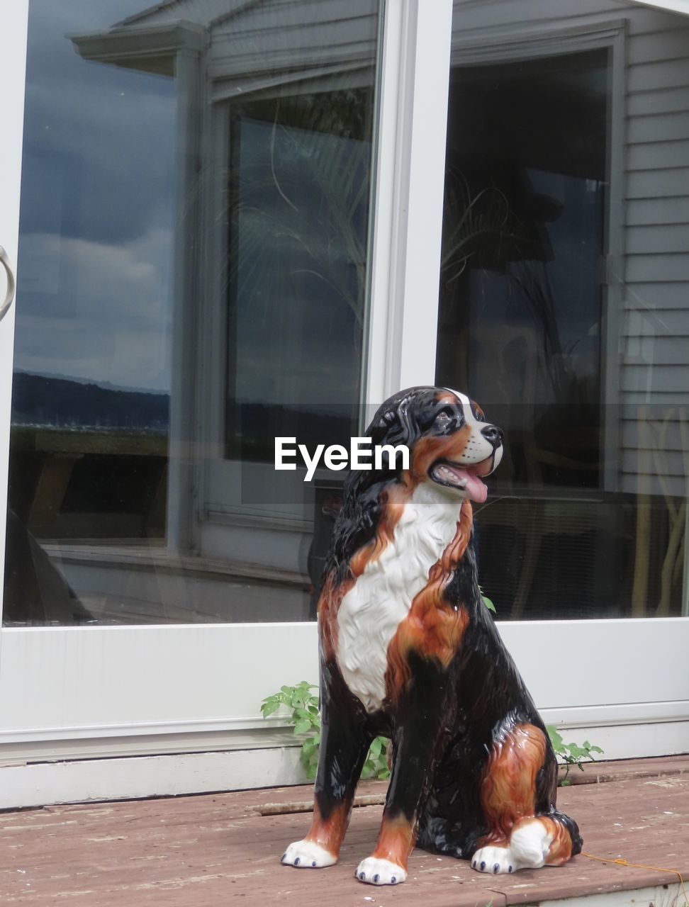 DOG LOOKING AWAY WHILE SITTING IN WINDOW