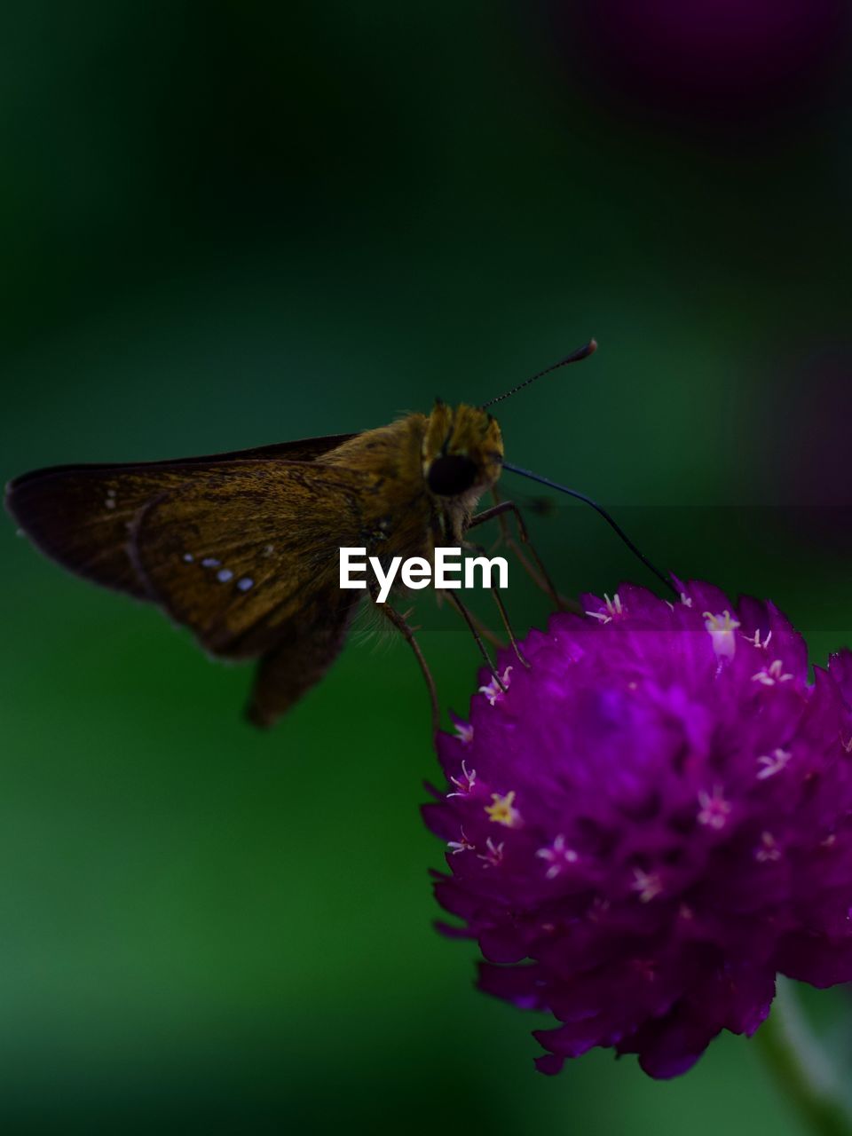 Close-up of butterfly pollinating on flower