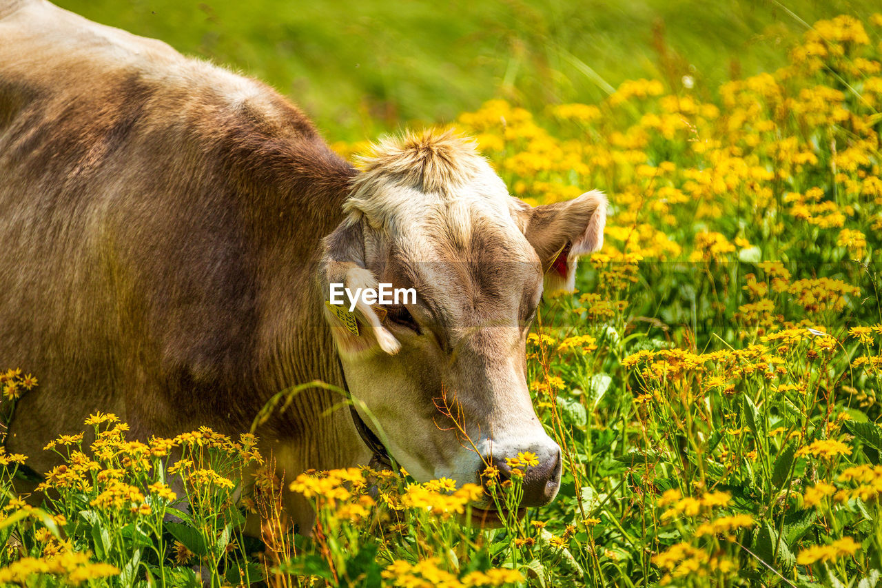 COW STANDING ON FIELD