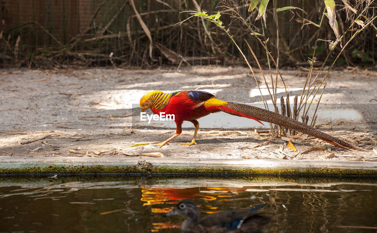 BIRD PERCHING IN A LAKE