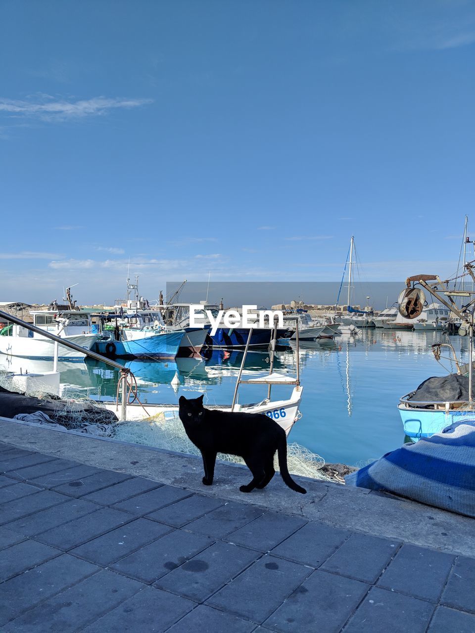 nautical vessel, water, transportation, mode of transportation, moored, sea, dock, marina, sky, boat, ship, harbor, vehicle, nature, day, no people, dog, pier, blue, watercraft, animal, sailboat, animal themes, coast, outdoors, travel, carnivore, port, one animal, ocean, travel destinations, beach, sunlight, fishing industry