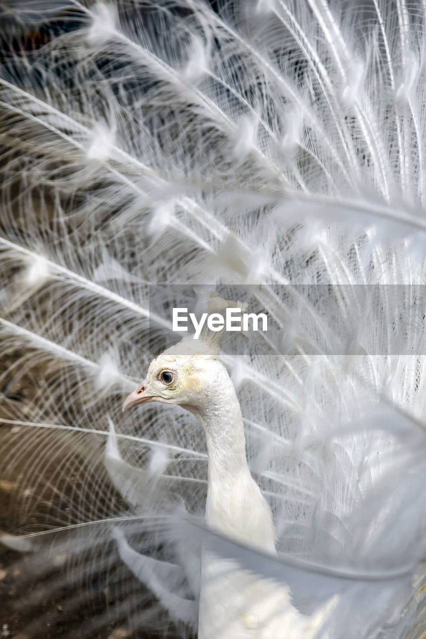 Portrait of white peacock with open tail. side view. peacock head close-up, framed by feathers.