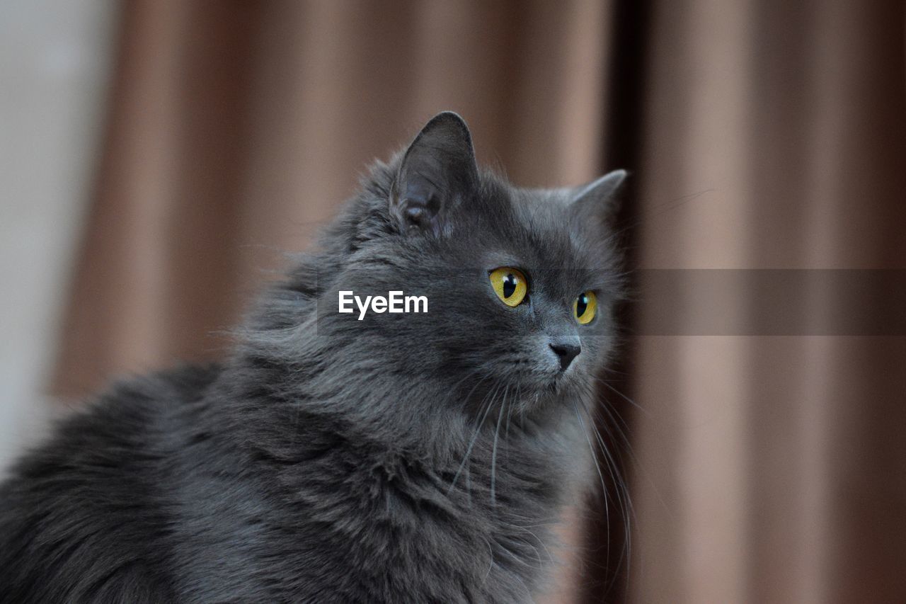 Close-up portrait of a cat looking away