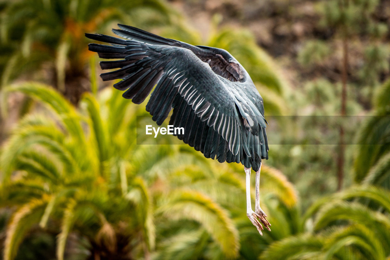 BIRD PERCHING ON LEAF