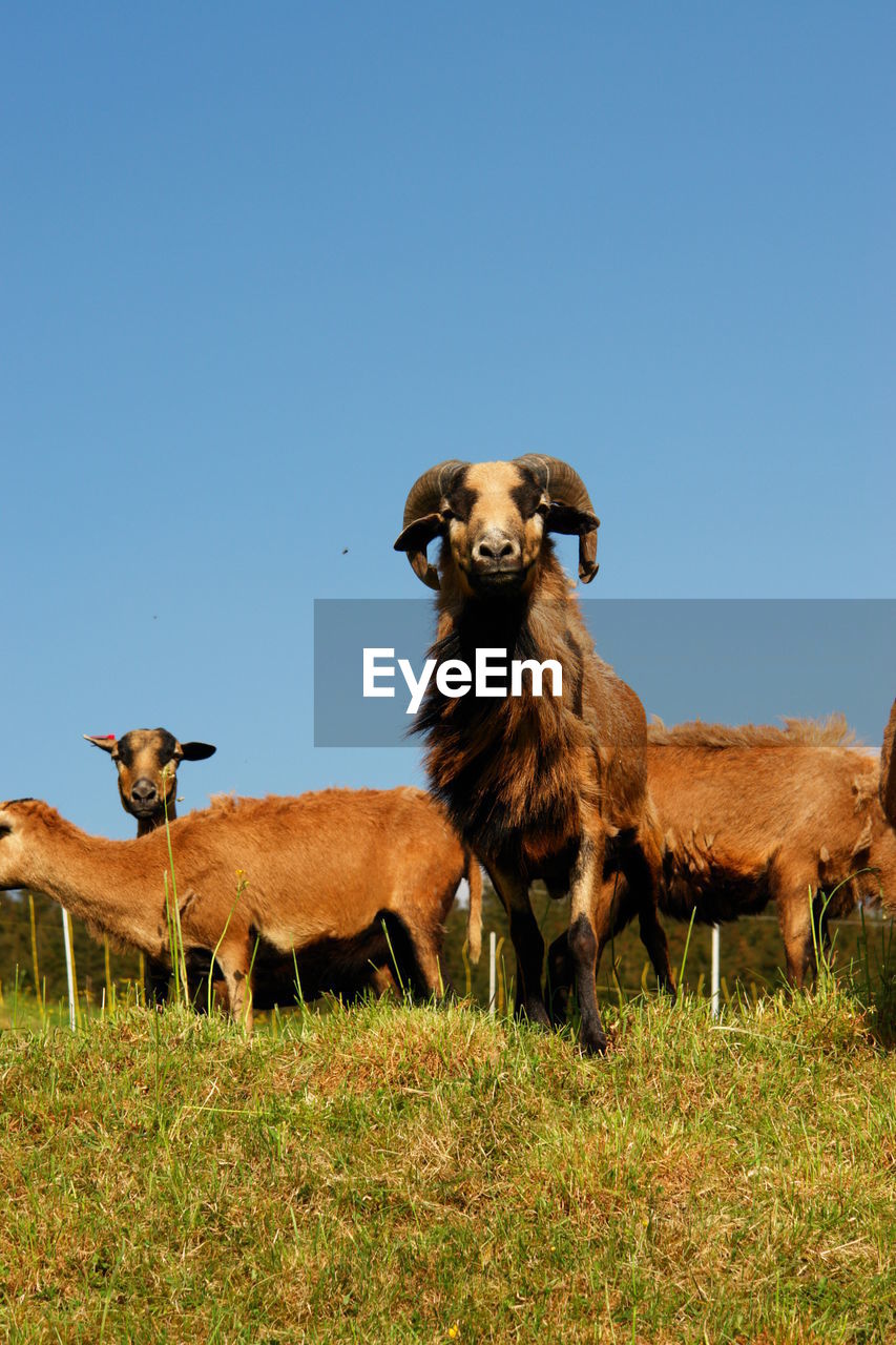 Goats grazing on field against clear blue sky