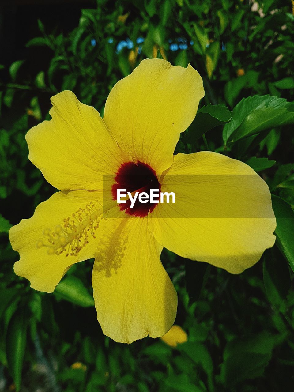 CLOSE-UP OF YELLOW FLOWERS