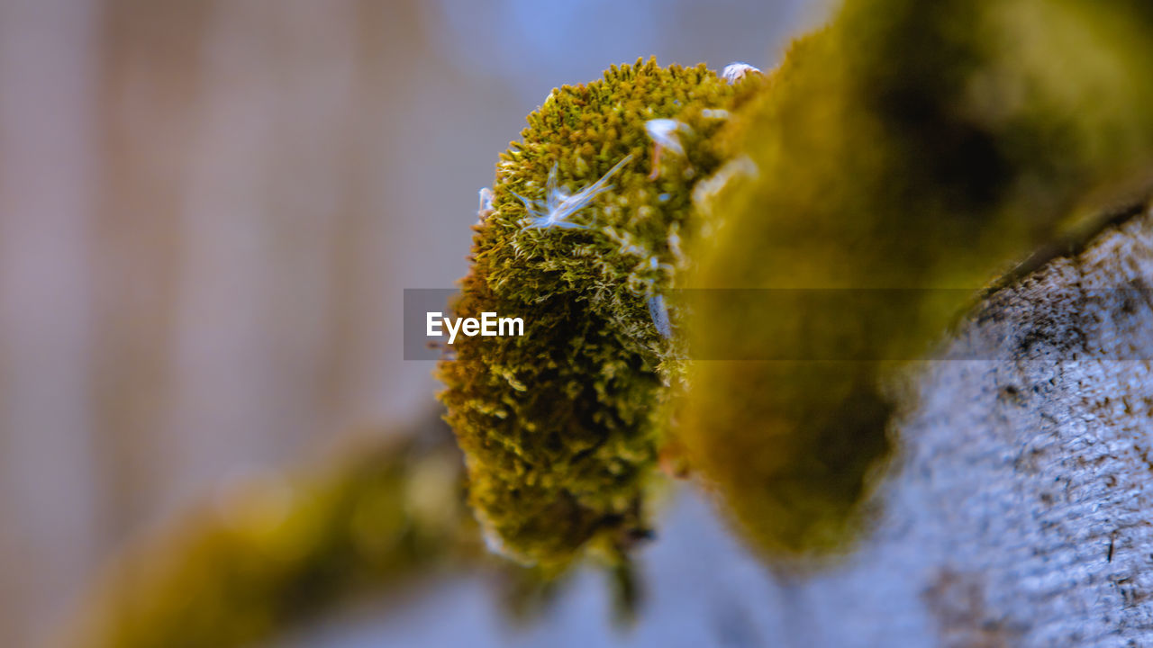 CLOSE-UP OF LICHEN PLANT