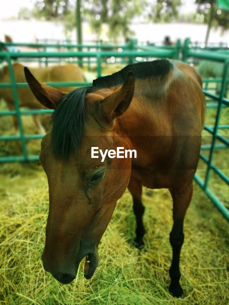 CLOSE-UP OF HORSE ON FIELD