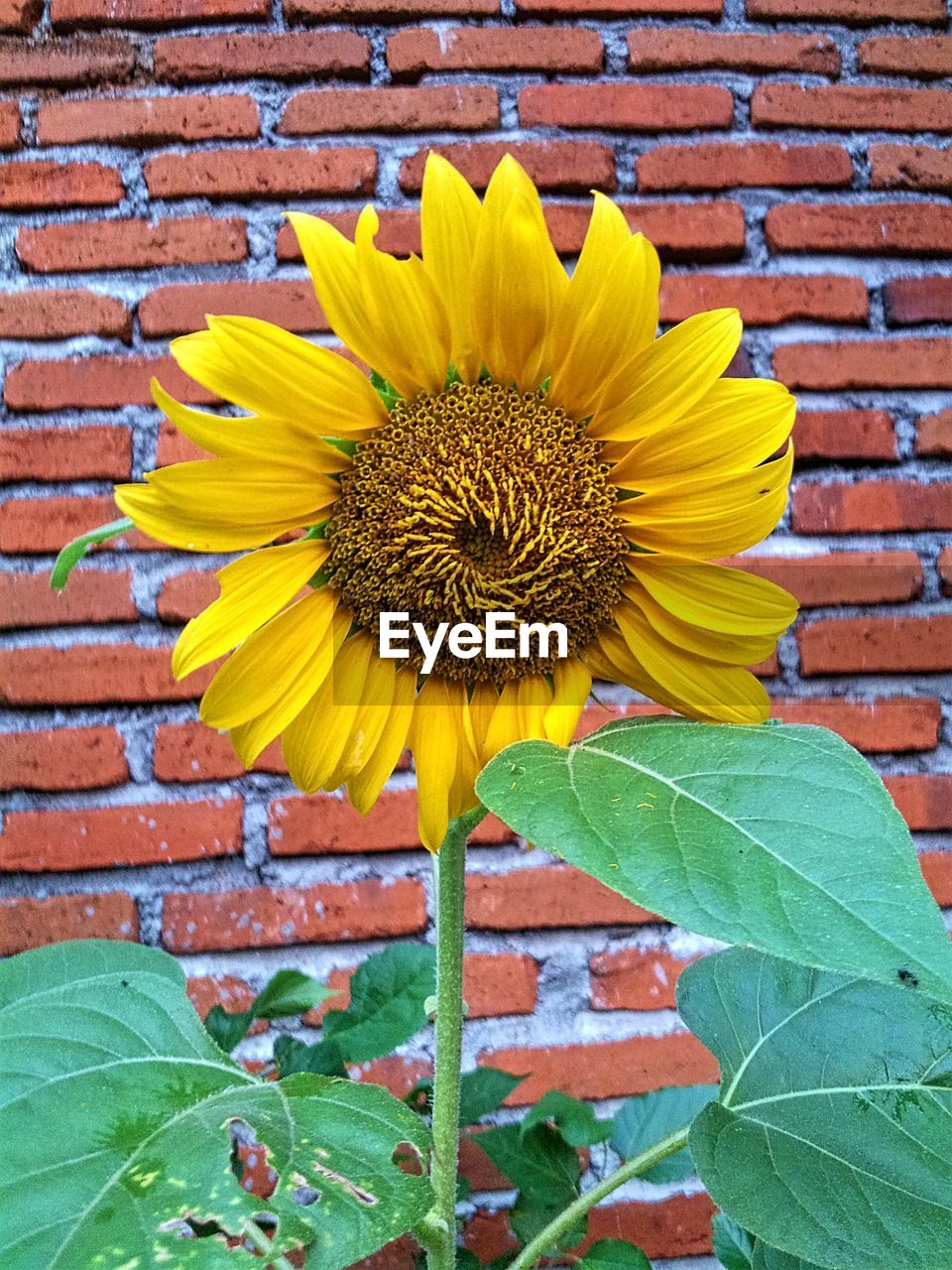 Close-up of sunflower blooming against brick wall