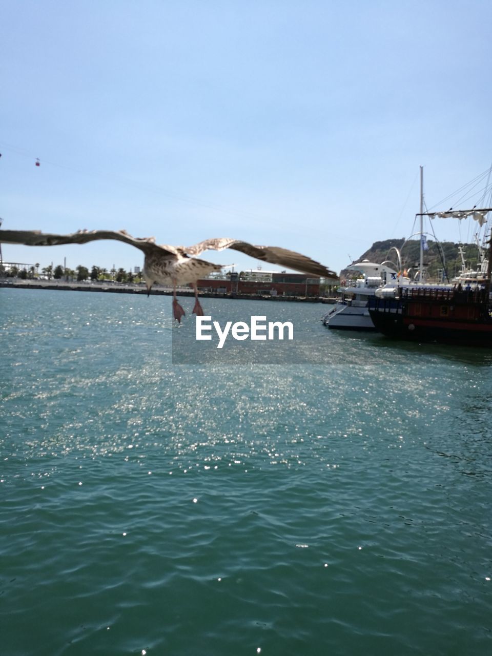 Bird flying over lake against sky on sunny day