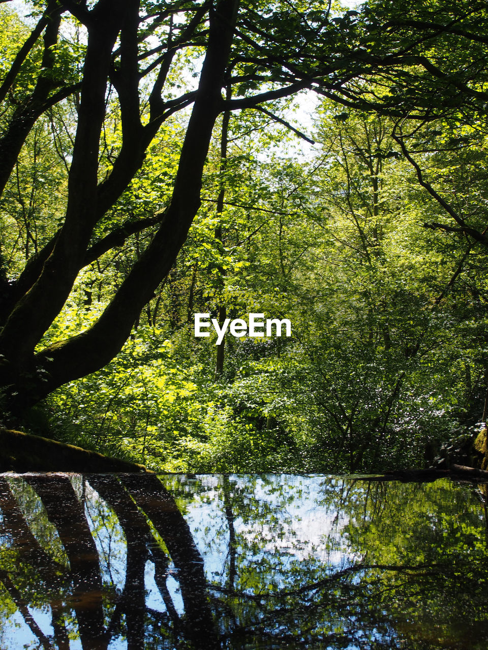 REFLECTION OF TREES IN LAKE