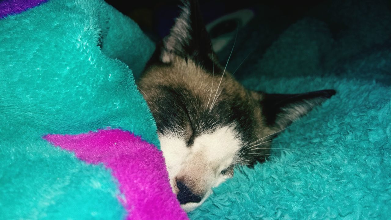 CLOSE-UP PORTRAIT OF CAT ON GREEN BLANKET