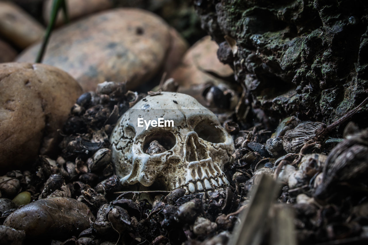 Close-up of human skull