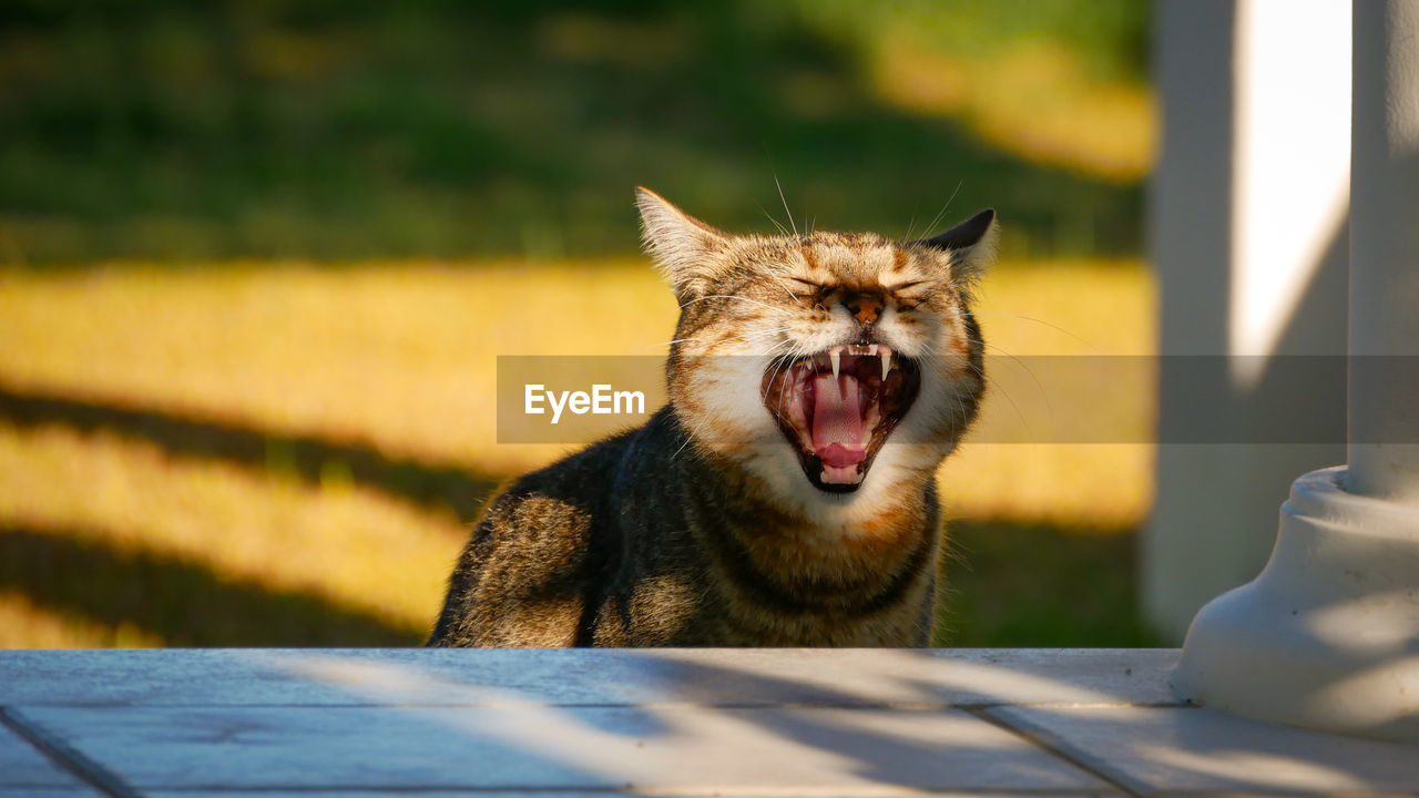 Close-up of cat yawning