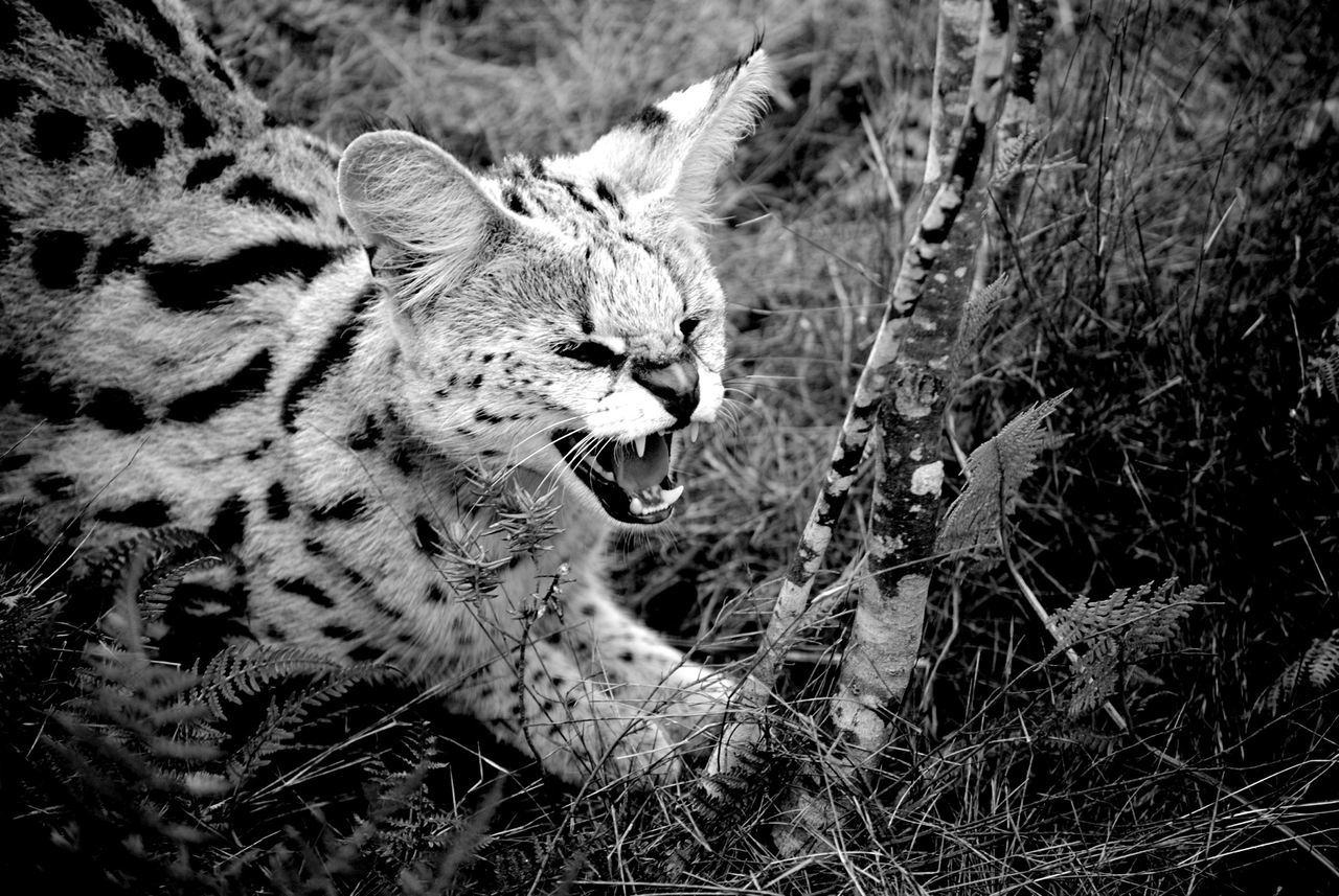 High angle view of angry serval cat on field