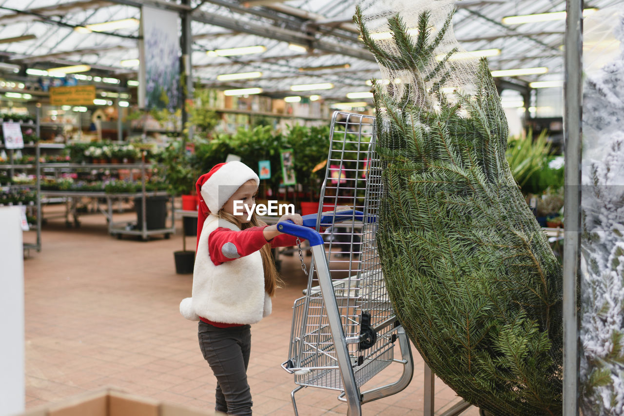 Small girl chooses a christmas tree in the market.