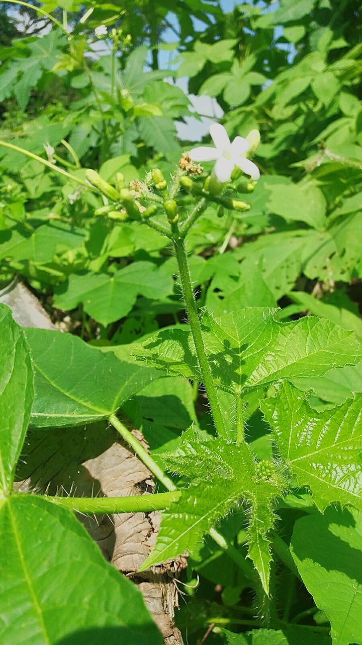 CLOSE-UP OF CATERPILLAR ON PLANT